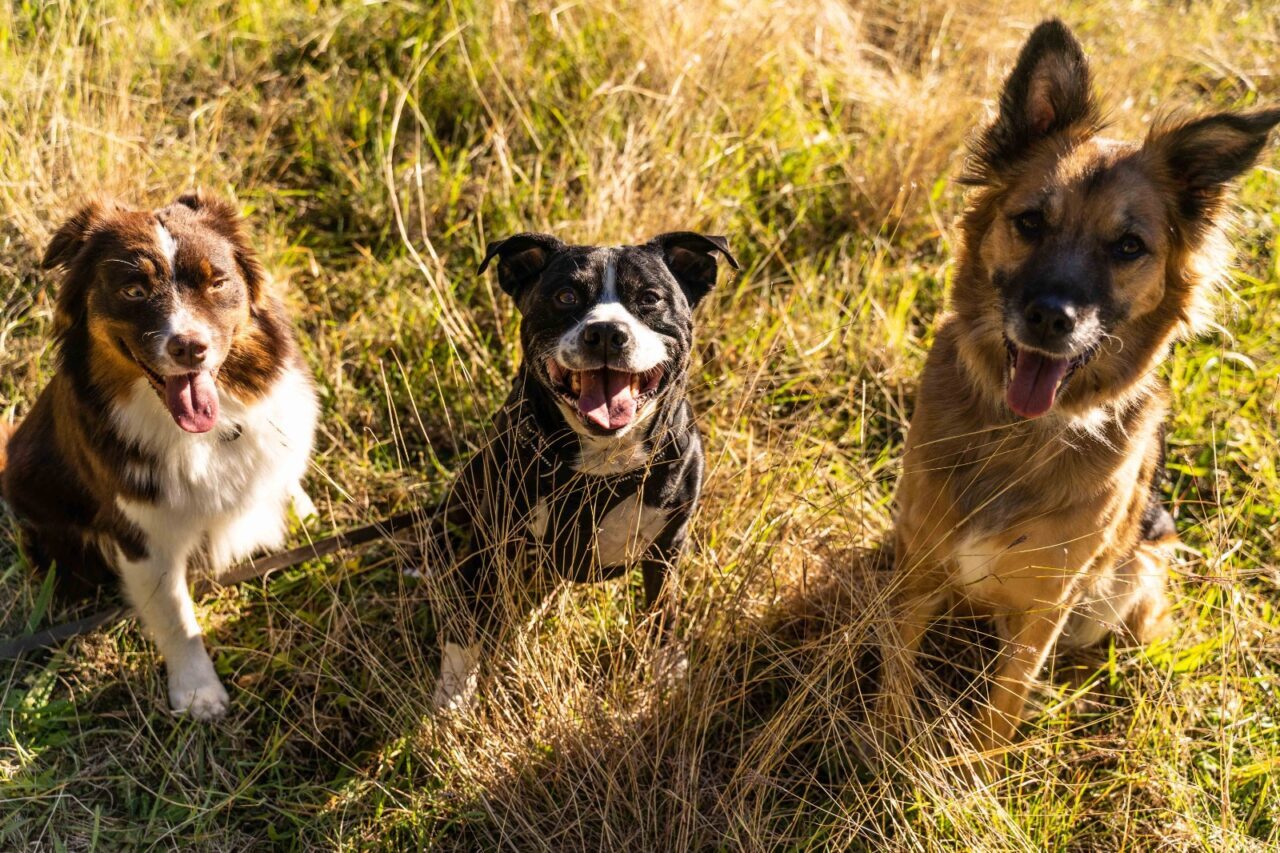 Bilan comportemental canin puy de dome correze